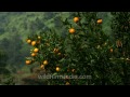 ripe oranges at an orchard in yazali village arunachal pradesh