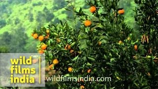 Ripe oranges at an orchard in Yazali village, Arunachal Pradesh