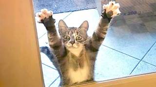 Silliest Cat Of Decade 😂 Funny Cats Videos 2025