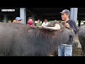 mga bufalo at kalabaw dagsa ngaun padre garcia batangas