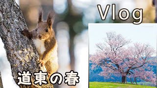 自宅にやって来たエゾリスとオホーツクの桜と津別町木材工芸館・キノス『Vlog 北海道・道東の暮らし』