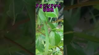 生えてきたクスノキにアオスジアゲハの幼虫 #Shorts