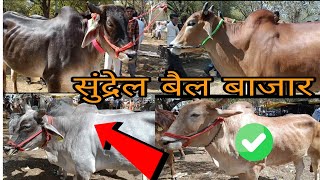 sundrel बैल बाजार 2025 !  बैल बाजार का धमाका! भारी भरकम बैलों की जबरदस्त खरीदारी #cow #bull #vlog