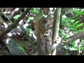 corytophanes cristatus smooth helmeted iguana – iguana de casco video 02