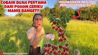 AKHIRNYA PANEN CERRY PERDANA DI KEBUN PRIBADI