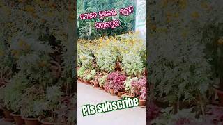 Mote Bulei Nabu ki Sambalpur 🚘🚙🚘 #sambalpurisong #status #trending #viralvideo #youtubeshorts