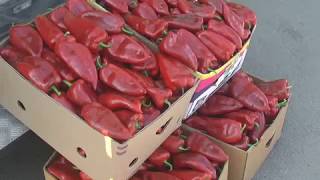 Na Kvantašu najtraženija paprika čija je cena 70 dinara