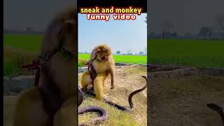 monkey and sneak funny video🐒#funnyshorts #bandar #manki #snake #shorts #ytshots #shortsfeed