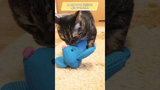 【マタタビ付けた蹴りぐるみに…】#shorts #保護猫　#猫動画　#ねこ #可愛い