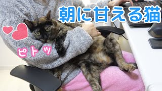 朝はママに甘えるのが日課なサビ猫