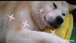 秋田犬のひなちゃん　ストレス解消音楽で・・zzz　【しっぽのある天使】