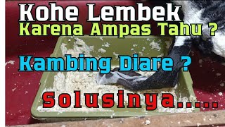 Kohe Lembek atau Kambing Diare ? Ini Solusinya