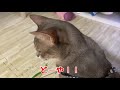 猫と散歩 アビシニアン 番外編 ねこじゃらし とったぞー 99