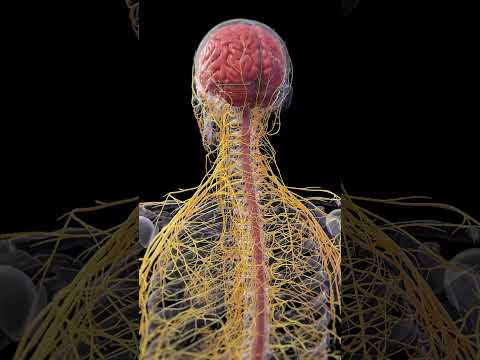 How does the nervous system work step by step?