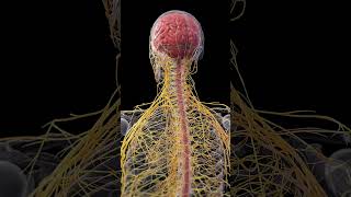 🔍 The Human Nervous System: Your Body’s Control Center 🔍 #3danatomy #anatomy