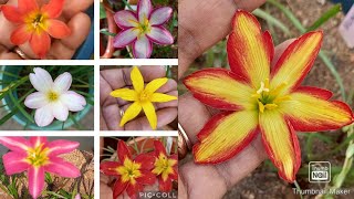 RAIN LILY/ மழை லில்லி அழகழகா இருக்கு/வெயிலிலும் இவ்ளோ அழகா பூக்குமா...