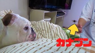 虫VSブルドッグ！！この後、犬が大パニックに陥ります！！