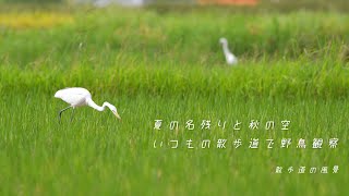 《ゆるい自然観察Vlog75》夏の名残りと秋の空/いつもの散歩道で野鳥観察