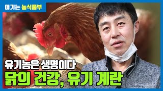 건강한 닭이 낳는 건강한 유기계란 | 유기농은 생명이다