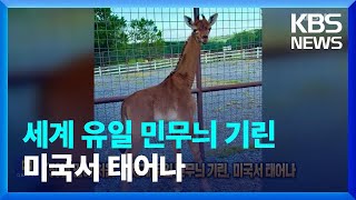 “50년 만에 처음”…세계 유일 민무늬 기린, 미국서 태어나 [잇슈 SNS] / KBS  2023.08.23.