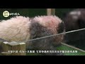 not happy you will be super happy when you watch this panda.【1】