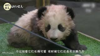 not happy? You will be super happy when you watch this panda.【1】