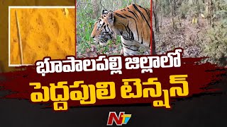 Tiger Footprint Spotted In Bhupalpally, Officials Alert Public | Ntv