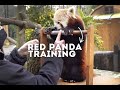 Learn why we Train our Red Pandas! | World of Animals