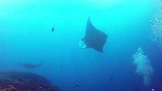 Maldives - MV Ari Queen Liveaboard - December 2017