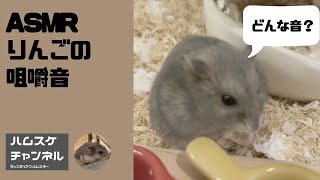 【ASMR】ハムスターの咀嚼音 りんご編   #Shorts 【ジャンガリアンハムスター】/ Hamster chewing sound Apple edition