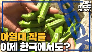 '오크라·쿨란트로..'아열대 작물 '쑥쑥'/대전MBC