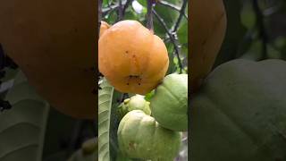 Picking Wild Guavas Is Very Simple #fruit #shortvideo #shost