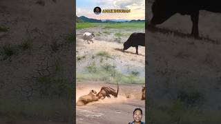 WHO IS DIS!! KIJANG DAN SAPI YANG BERSELISI #animals #shorts