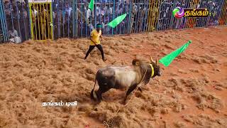 திருச்சி (மா), ஆவாரங்காடு ஜல்லிக்கட்டு 2023 Batch 2-1 | AAVARANGADU JALLIKATTU |  THANGAM TV