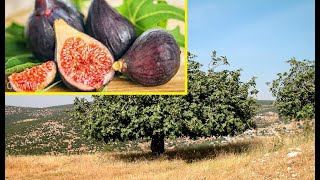 Figs History and Seasonal Availability