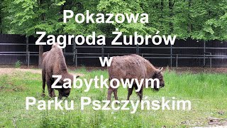 Pokazowa Zagroda Żubrów w Zabytkowym Parku Pszczyńskim. Pszczyna. Śląskie. Polska. Poland.