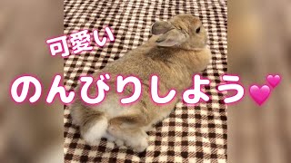 のんびりな朝を楽しむ可愛いうさぎ🐰 Rabbit enjoying a leisurely morning.No.29  #Shorts  #ネザーランドドワーフ　＃うさぎ　＃可愛いうさぎ#ウサギ