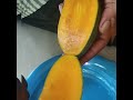 thailand beauty mango പെയിൻറ് ബക്കറ്റിൽ in paint bucket yutubeshorts trending