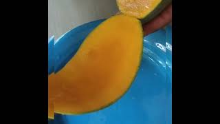 Thailand beauty mango പെയിൻറ് ബക്കറ്റിൽ in paint bucket #yutubeshorts #trending