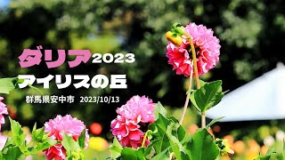 【ダリア】アイリスの丘ダリアを2023年10月13日撮影（空撮有）群馬県安中市五閑