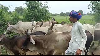 Top Breed Kankrej Cow in Rajasthan શુદ્ધ નસલ ની કાંકરેજ ગાયો ‌