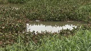 GURRAPU DEKKA IN HYDERABAD LAKES