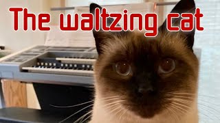 ［7歳］エレクトーン【ワルツィング・キャット】かてぃんさん風にうちの猫とコラボ［age7］The Waltzing Cat/electone/グレード7級/J専1年目