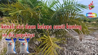 cara mengetahui daun kelapa sawit kuning kekurangan pupuk apa