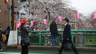 東京お花見散歩　中目黒　目黒川の桜　2018.3.22  Sakura