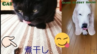 全盲犬VS猫(煮干しの行方)食べるのは今でしょう　緑内障バセットハウンド犬と猫Glaucoma Basset Hound and Cat