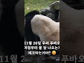 fubao ruibao huibao everland 福宝 辉宝 睿宝 姜爷爷 panda 에버랜드 푸바오 후이바오 루이바오 강철원사육사 오늘도 사랑해 ❤️