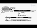 luciferase reporter assay to study poxvirus translation protocol preview