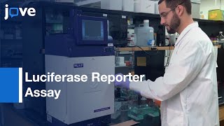 Luciferase Reporter Assay to Study Poxvirus Translation | Protocol Preview