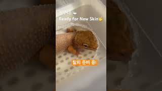 알아서 척척척 탈피 준비 #레오파드게코 🛀 New Skin #leopardgecko 💕 変身 #レオパードゲッコー